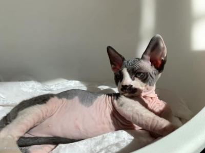 Hannah - Sphynx - Gallery Photo #1