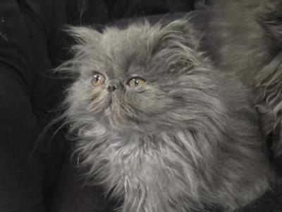 Bluey - Persian - Gallery Photo #1