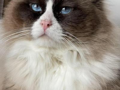 Oliver - Ragdoll - Gallery Photo #1