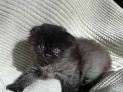 Bullet - Scottish Fold - Gallery Photo #1