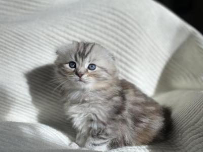 Darling - Scottish Fold - Gallery Photo #1