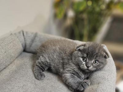 Philip - Scottish Fold - Gallery Photo #1