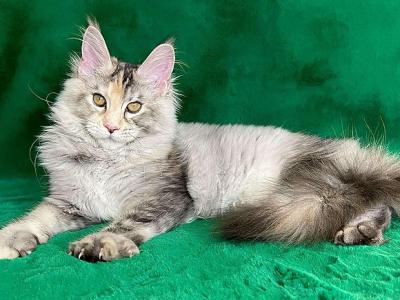 Cora - Maine Coon - Gallery Photo #1