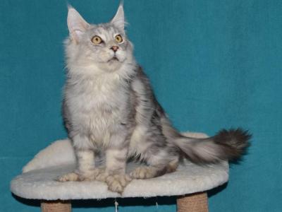 Amanda - Maine Coon - Gallery Photo #1