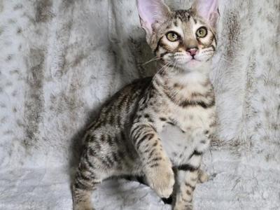 Savannah Kitten - Savannah - Gallery Photo #1