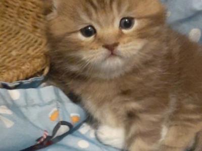 Lucy - Scottish Fold - Gallery Photo #1