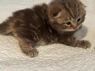 Rusty - Scottish Fold - Gallery Photo #1