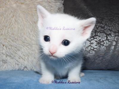 Russian White Kittens - Russian Blue - Gallery Photo #1