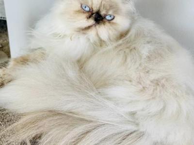 Persian Cat Maya - Persian - Gallery Photo #1