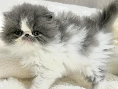 Persian Kitten - Persian - Gallery Photo #1