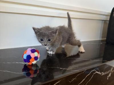 Russian Blue Mix Litter - Russian Blue - Gallery Photo #1