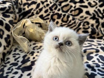 Blue Eyes Forever  NOT A BROKER   HOME RAISED - British Shorthair - Gallery Photo #1