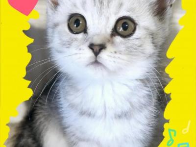 Scottish Fold & Straight Kittens - Scottish Fold - Gallery Photo #1