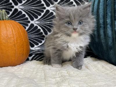 Solid Blue Mitted Girl - Ragdoll - Gallery Photo #1