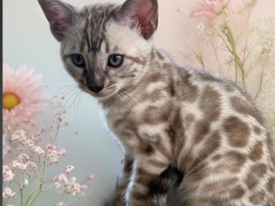 Christmas Kittens - Bengal - Gallery Photo #1