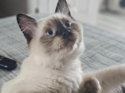 Cricket - Ragdoll - Gallery Photo #1