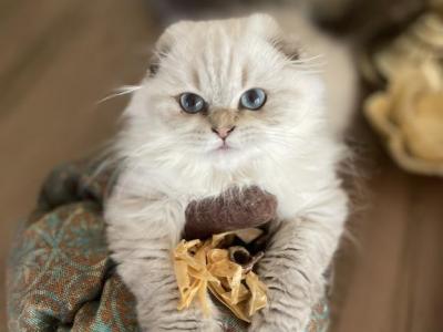 Luna_ - Scottish Fold - Gallery Photo #1