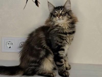 Zafar - Norwegian Forest - Gallery Photo #1