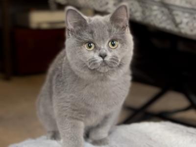 Blue Female - British Shorthair - Gallery Photo #1