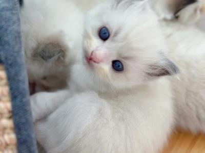 ARTofCATS - Ragdoll - Gallery Photo #1