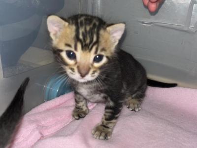 Black Bengal Litter - Bengal - Gallery Photo #1