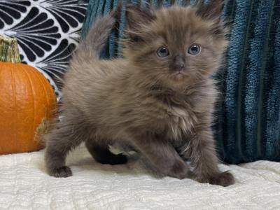 Solid Seal Sepia Girl - Ragdoll - Gallery Photo #1