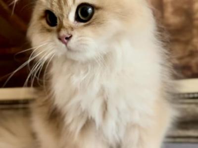 Latte - American Longhair - Gallery Photo #1