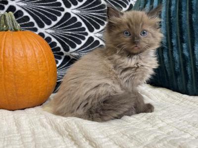 Seal Point Mink Boy - Ragdoll - Gallery Photo #1