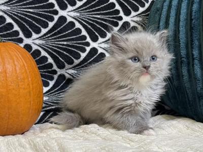 Blue Mink Mitted Boy - Ragdoll - Gallery Photo #1