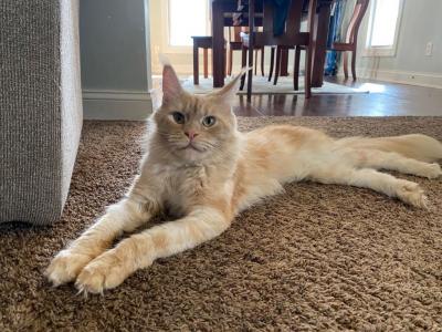 Muffin Sweetie - Maine Coon - Gallery Photo #1