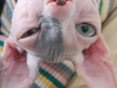 Female Dna Health Tested Hcm Clear - Sphynx - Gallery Photo #1