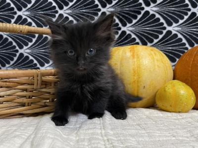 Solid Black Carrying Cinnamon Boy - Ragdoll - Gallery Photo #1