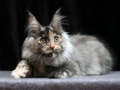 Indira - Maine Coon - Gallery Photo #1