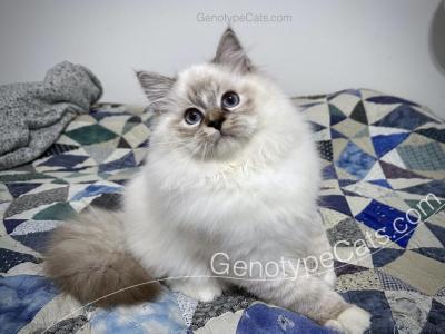 Aberforth - Ragdoll - Gallery Photo #1