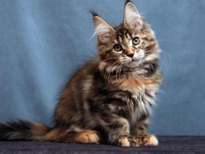 Jane - Maine Coon - Gallery Photo #1