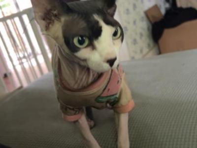 Wendy - Sphynx - Gallery Photo #1