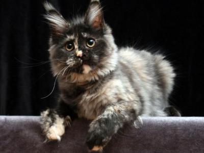 Demi Moor - Maine Coon - Gallery Photo #1