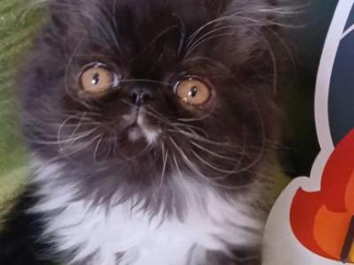 Adorable CFA Registered Kitten JASMINE - Persian - Gallery Photo #1