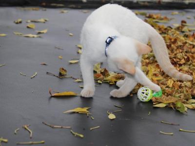 White Kittens With Blue Eyes - Domestic - Gallery Photo #1