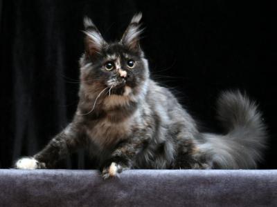 Demi Moore - Maine Coon - Gallery Photo #1