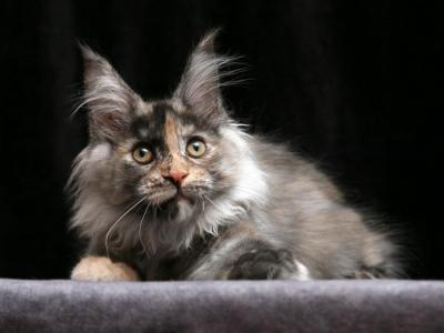 Indira - Maine Coon - Gallery Photo #1