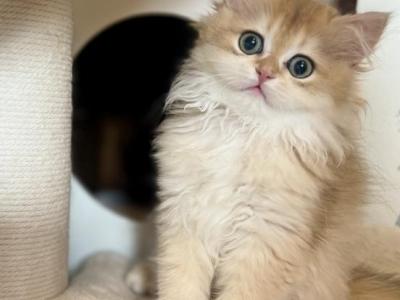 Cassie British Longhair Female Kitten 2 Months Old - British Shorthair - Gallery Photo #1