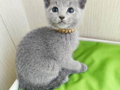 Nord - Russian Blue - Gallery Photo #1