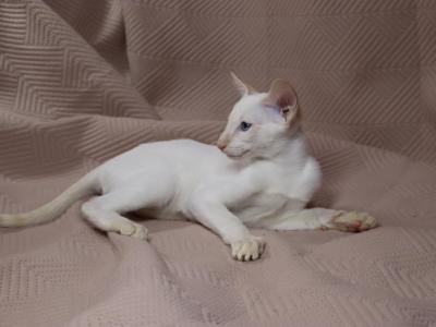 Olav - Siamese - Gallery Photo #1