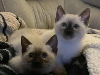 Asia Litter - Siamese - Gallery Photo #1