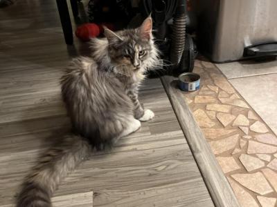 Cora - Maine Coon - Gallery Photo #1