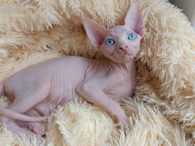 Doris - Sphynx - Gallery Photo #1