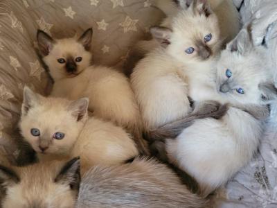 Purebred Siamese Kittens - Siamese - Gallery Photo #1