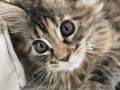 Maine Coon Kittens Ready For Christmas - Maine Coon - Gallery Photo #1