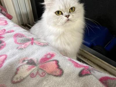 Sapphire Is Reserved - Persian - Gallery Photo #1